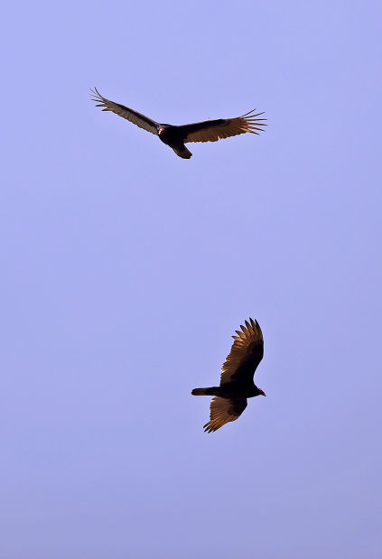 Turkey vultures in the Shawnee National Forest